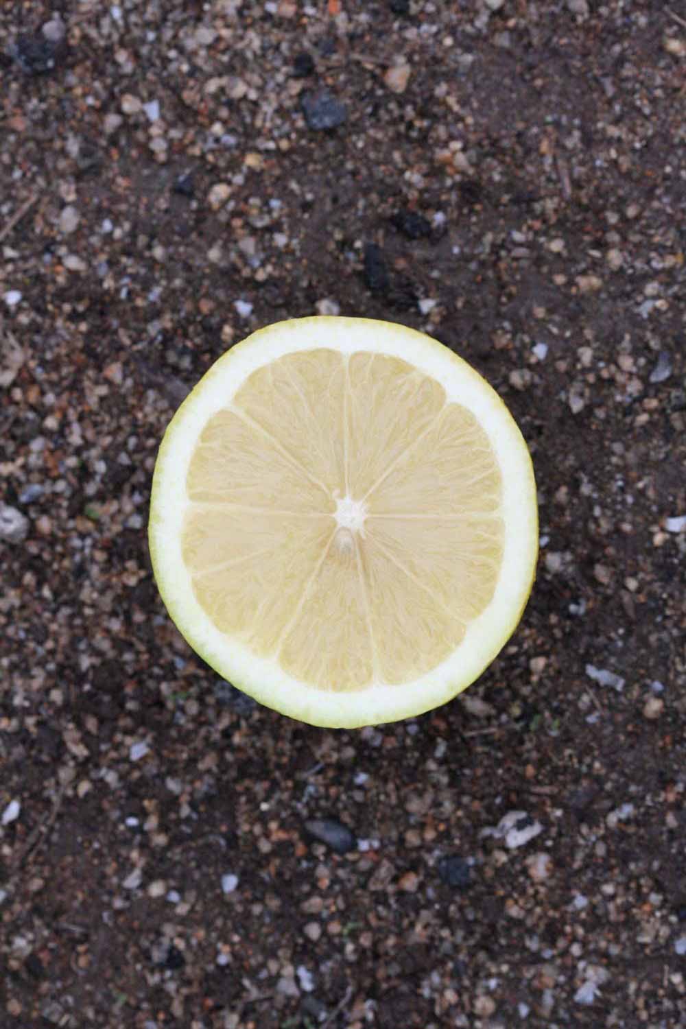                 Fruit cross-section (Doctor Strong, Riverside,   CA)       